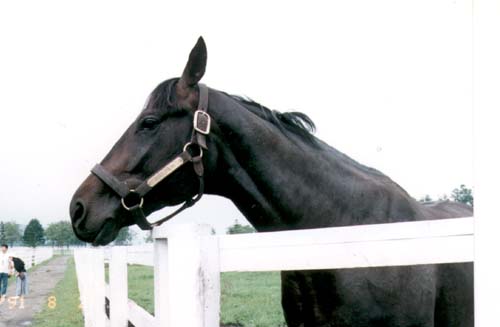 �A�C�l�X�t�E�W��