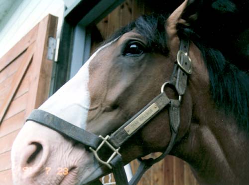 �_�C�i�K���o�[