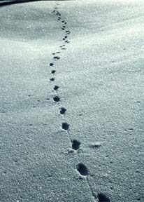 Footprints（あしあと）